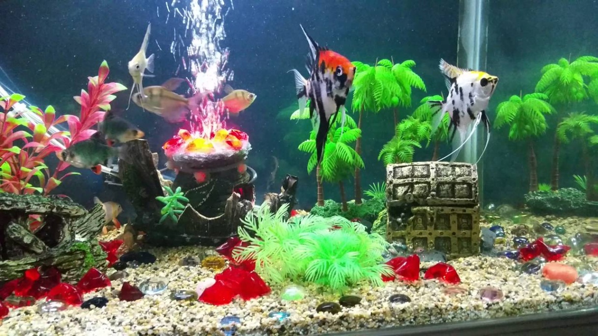 Dress Up Your Fish Tank: Awesome Accessories To Make Your Finned Friends Feel Fancy!