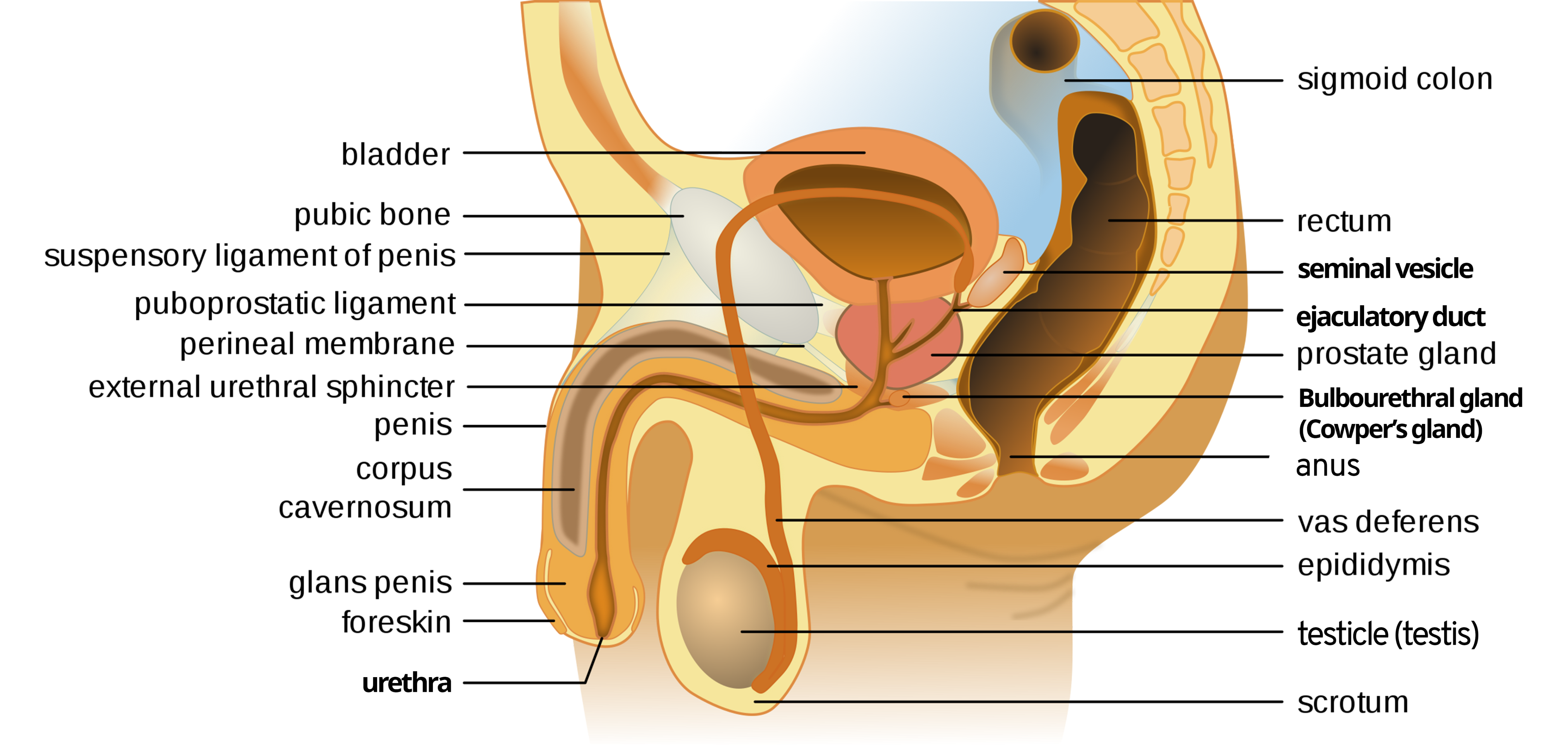 accessory glands of the male reproductive system Bulan 3 Accessory Glands – Human Reproduction: A Clinical Approach