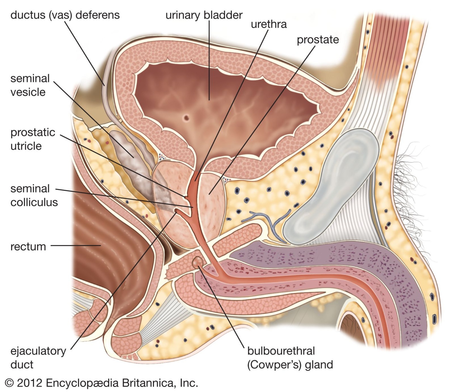 accessory glands of the male reproductive system Bulan 3 Human reproductive system - Ovaries, Testes, Hormones  Britannica