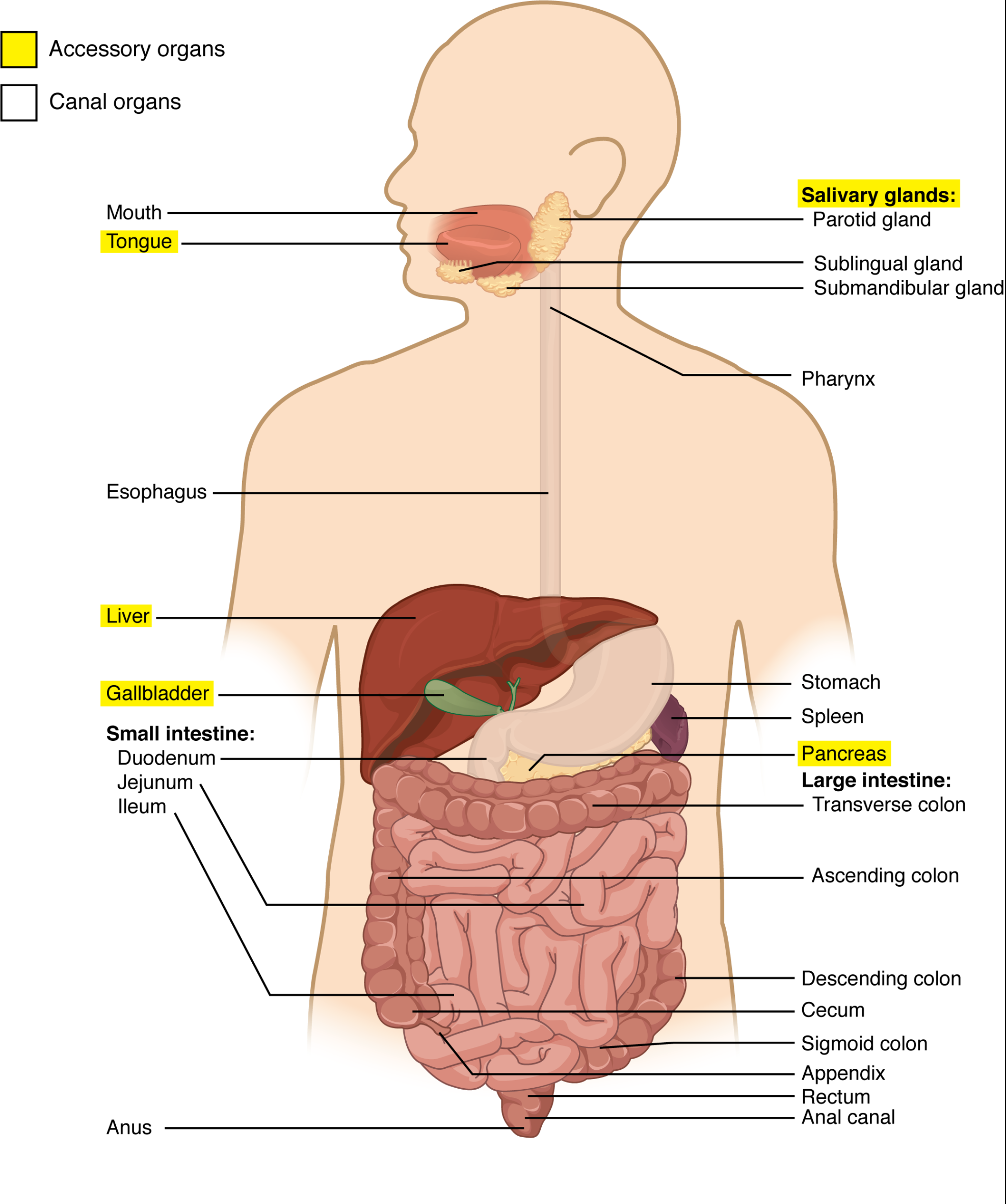 accessory digestive glands produce that empty into the gi tract. Bulan 3