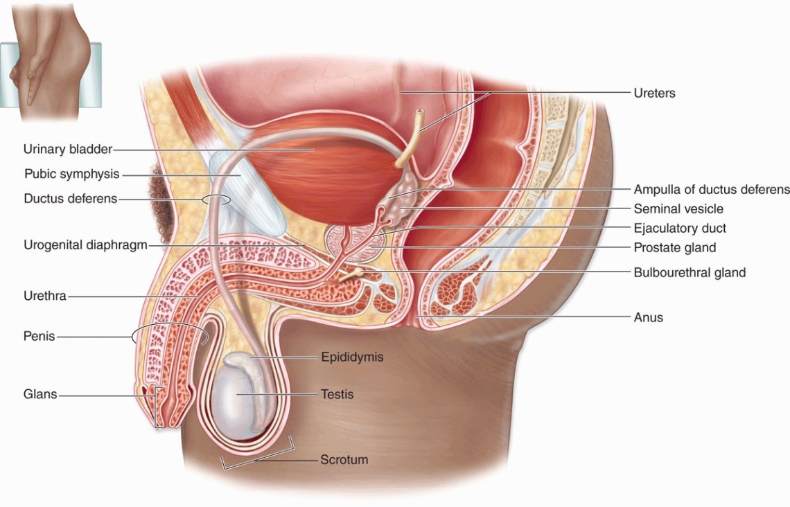 accessory glands of the male reproductive system Bulan 3 The Male Reproductive System  Basicmedical Key